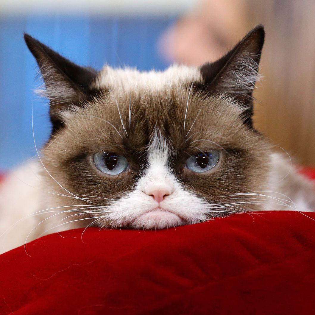 MAKE GRUMPY CAT LAUGH CHALLENGE! - Page 4 — The Sims Forums